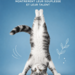 Un chat pratiquant le yoga avec souplesse dans un environnement lumineux
