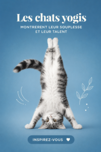 Un chat pratiquant le yoga avec souplesse dans un environnement lumineux