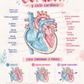 Illustration montrant l'anatomie du cœur humain