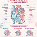 Illustration montrant l'anatomie du cœur humain