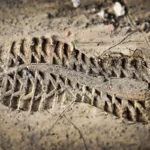 Fenoxil chausures en action sur sentier boueux